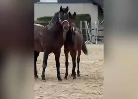 PRE Mix, Hengst, 1 Jaar, 165 cm, Bruin