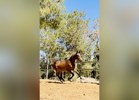 PRE, Hengst, 1 Jaar, 165 cm, Donkerbruin