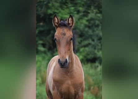 PRE Mix, Hengst, 1 Jaar, 165 cm, Roodbruin
