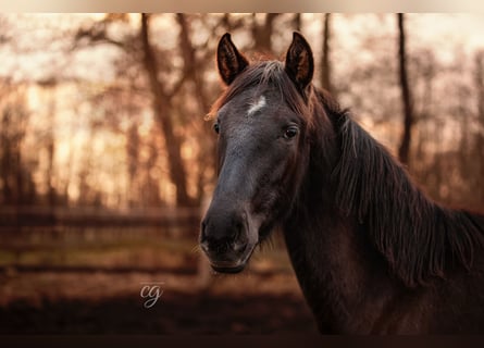 PRE, Hengst, 1 Jaar, 165 cm, Zwart