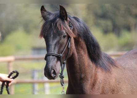 PRE, Hengst, 1 Jaar, 166 cm, Zwart