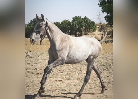 PRE, Hengst, 1 Jaar, 167 cm, Schimmel