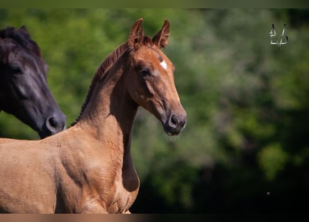 PRE Mix, Hengst, 1 Jaar, 168 cm, Vos