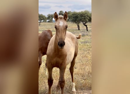 PRE Mix, Hengst, 1 Jaar, 170 cm, Palomino