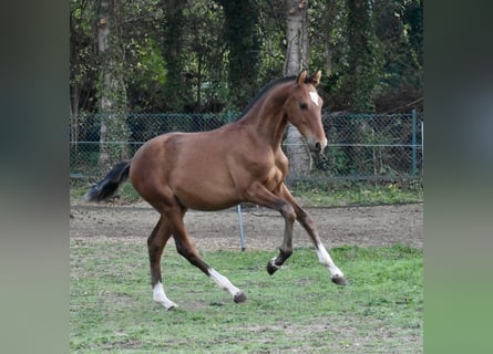 PRE, Hengst, 1 Jaar, Bruin