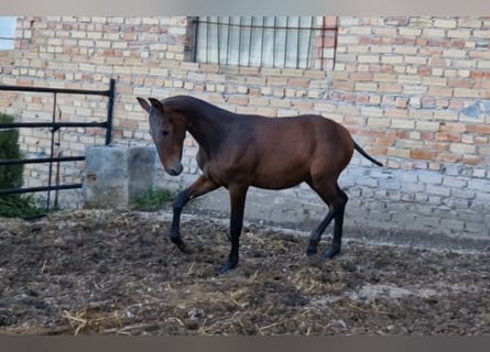 PRE, Hengst, 1 Jaar, Donkerbruin