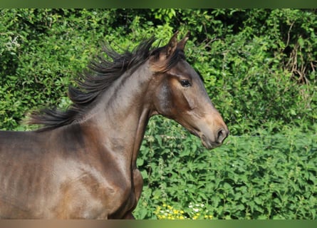 PRE Mix, Hengst, 1 Jaar, Donkerbruin
