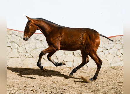 PRE, Hengst, 1 Jaar, Roodbruin