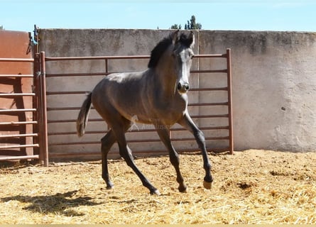 PRE, Hengst, 1 Jahr, Schimmel