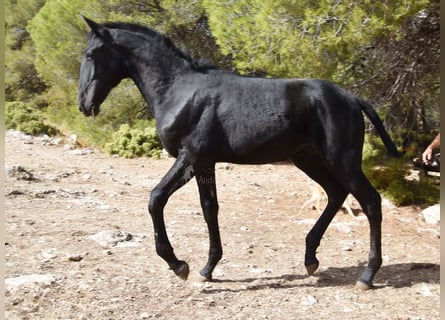 PRE, Hengst, 1 Jaar, Schimmel