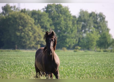 PRE, Hengst, 1 Jaar, Zwart