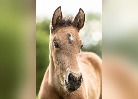 PRE, Hengst, 1 Jahr, 140 cm, Buckskin