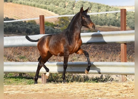 PRE, Hengst, 1 Jahr, 140 cm, Dunkelbrauner
