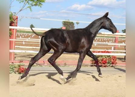 PRE, Hengst, 1 Jahr, 142 cm