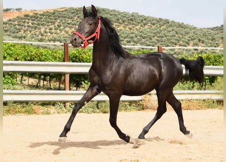 PRE Mix, Hengst, 1 Jahr, 146 cm, Rappe