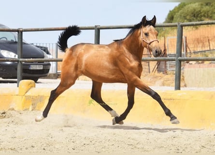 PRE, Hengst, 1 Jahr, 149 cm, Falbe
