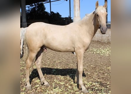 PRE, Hengst, 1 Jahr, 152 cm, Palomino