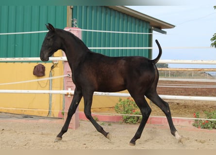 PRE, Hengst, 1 Jahr, 154 cm