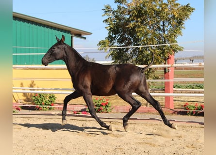 PRE Mix, Hengst, 1 Jahr, 155 cm, Rappe