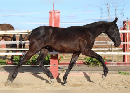 PRE, Hengst, 1 Jahr, 157 cm