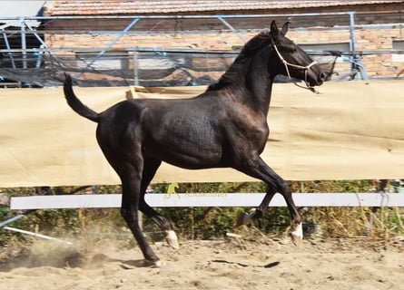 PRE, Hengst, 1 Jahr, 157 cm, Rappe