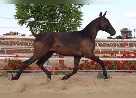 PRE, Hengst, 1 Jahr, 157 cm, Rappe