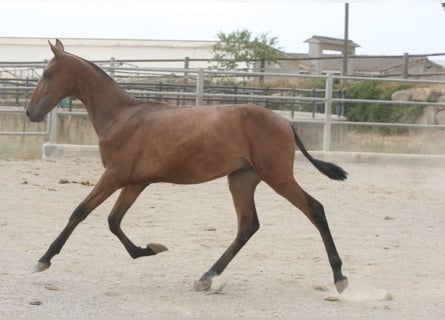 PRE Mix, Hengst, 1 Jahr, 159 cm