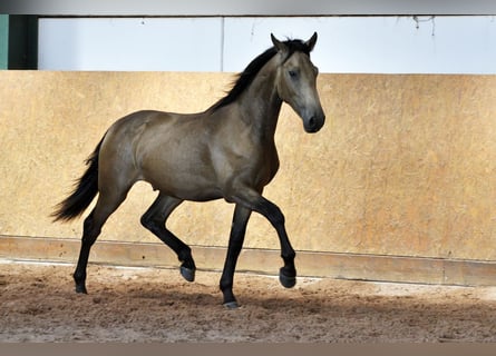 PRE Mix, Hengst, 1 Jahr, 160 cm, Falbe
