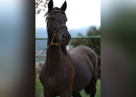 PRE Mix, Hengst, 1 Jahr, 160 cm, Rappe