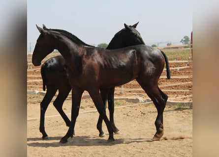 PRE, Hengst, 1 Jahr, 160 cm, Rappe