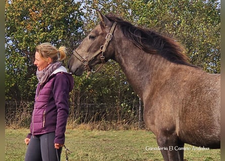 PRE, Hengst, 1 Jahr, 160 cm, Schimmel