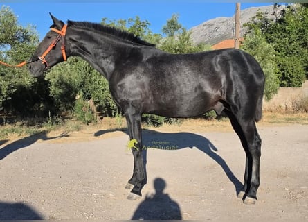 PRE, Hengst, 1 Jahr, 160 cm, Schimmel