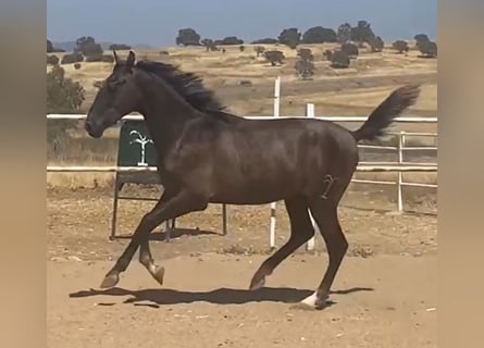 PRE, Hengst, 1 Jahr, 161 cm, Schimmel