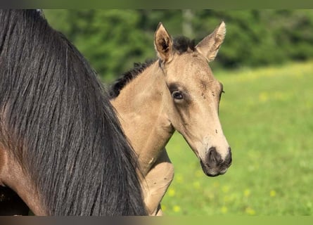 PRE, Hengst, 1 Jahr, 162 cm, Falbe