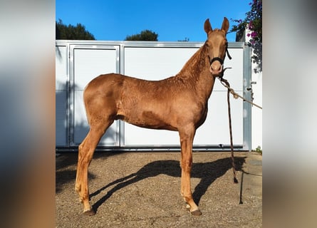 PRE Mix, Hengst, 1 Jahr, 163 cm, Pearl