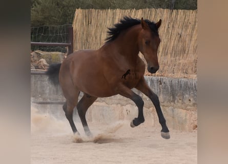 PRE, Hengst, 1 Jahr, 165 cm, Brauner