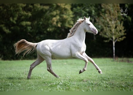 PRE, Hengst, 1 Jahr, 165 cm, Falbe