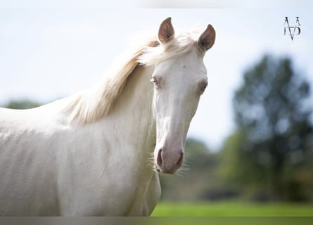 PRE, Hengst, 1 Jahr, 165 cm, Falbe