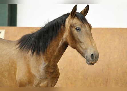 PRE Mix, Hengst, 1 Jahr, 165 cm, Falbe