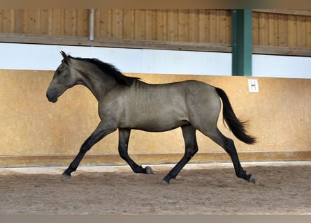PRE Mix, Hengst, 1 Jahr, 165 cm, Falbe