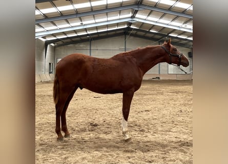 PRE Mix, Hengst, 1 Jahr, 165 cm, Fuchs