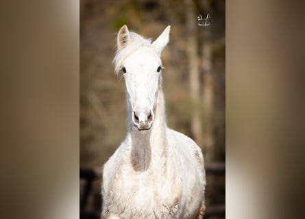 PRE Mix, Hengst, 1 Jahr, 165 cm, Palomino