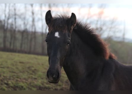 PRE, Hengst, 1 Jahr, 165 cm, Rappschimmel