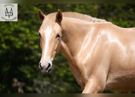 PRE Mix, Hengst, 1 Jahr, 166 cm, Champagne