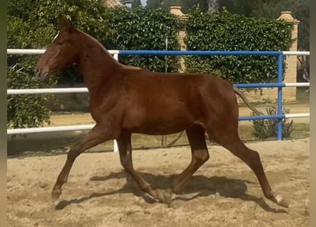 PRE Mix, Hengst, 1 Jahr, 167 cm, Fuchs
