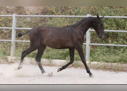 PRE Mix, Hengst, 1 Jahr, 168 cm