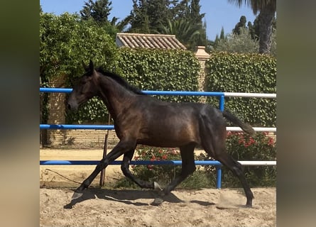 PRE Mix, Hengst, 1 Jahr, 168 cm, Schimmel