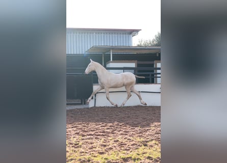 PRE Mix, Hengst, 1 Jahr, 170 cm, Perlino