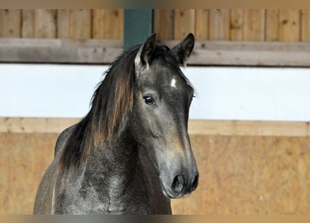 PRE Mix, Hengst, 1 Jahr, 170 cm, Schimmel