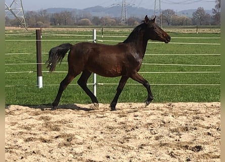 PRE, Hengst, 1 Jahr, Dunkelbrauner